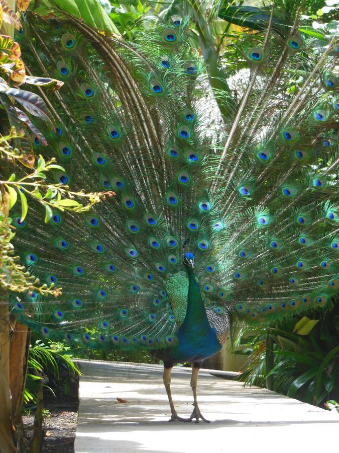 Hotel Playazul Barahona Eksteriør bilde